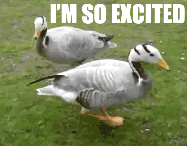 excited duck